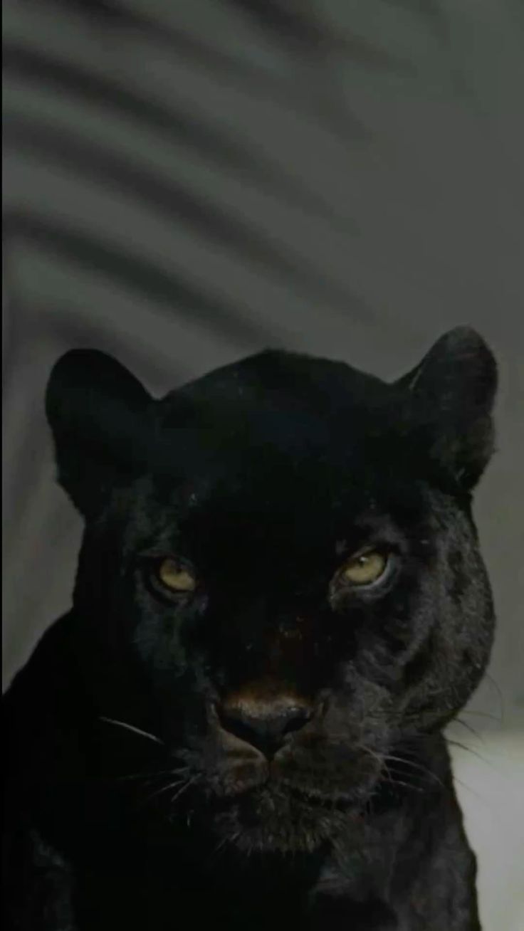 leopardo